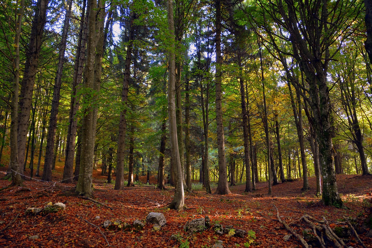 forest trees autumn free photo