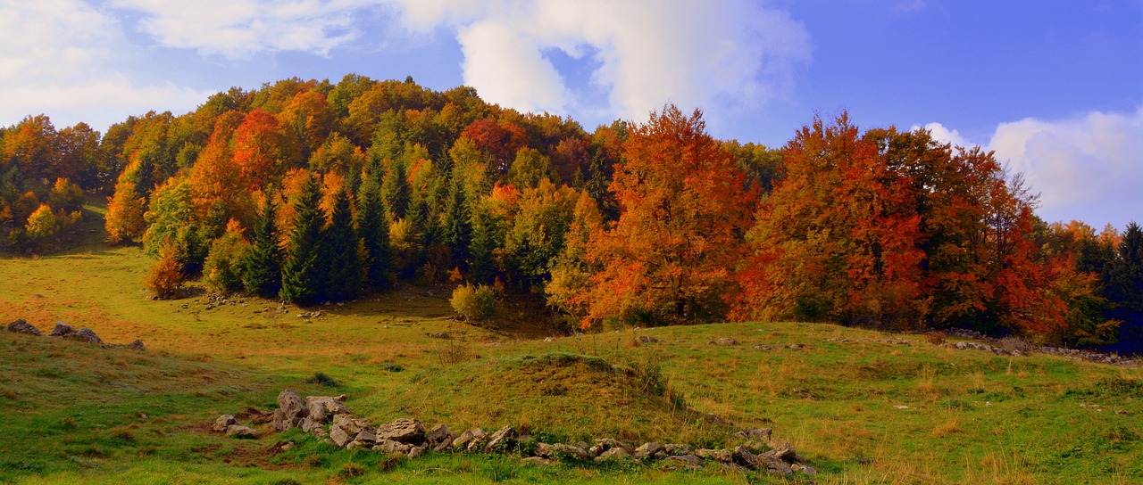 forest autumn prato free photo