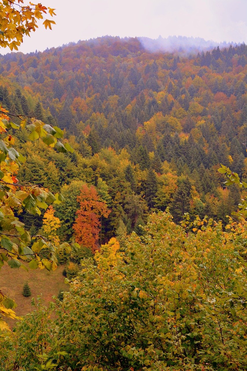 forest mountain expanse free photo