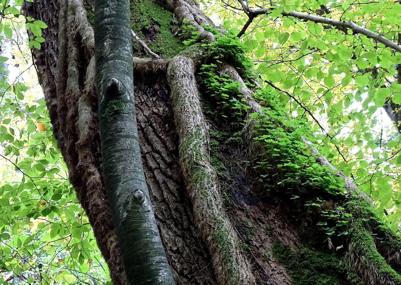 forest tree shamrocks free photo