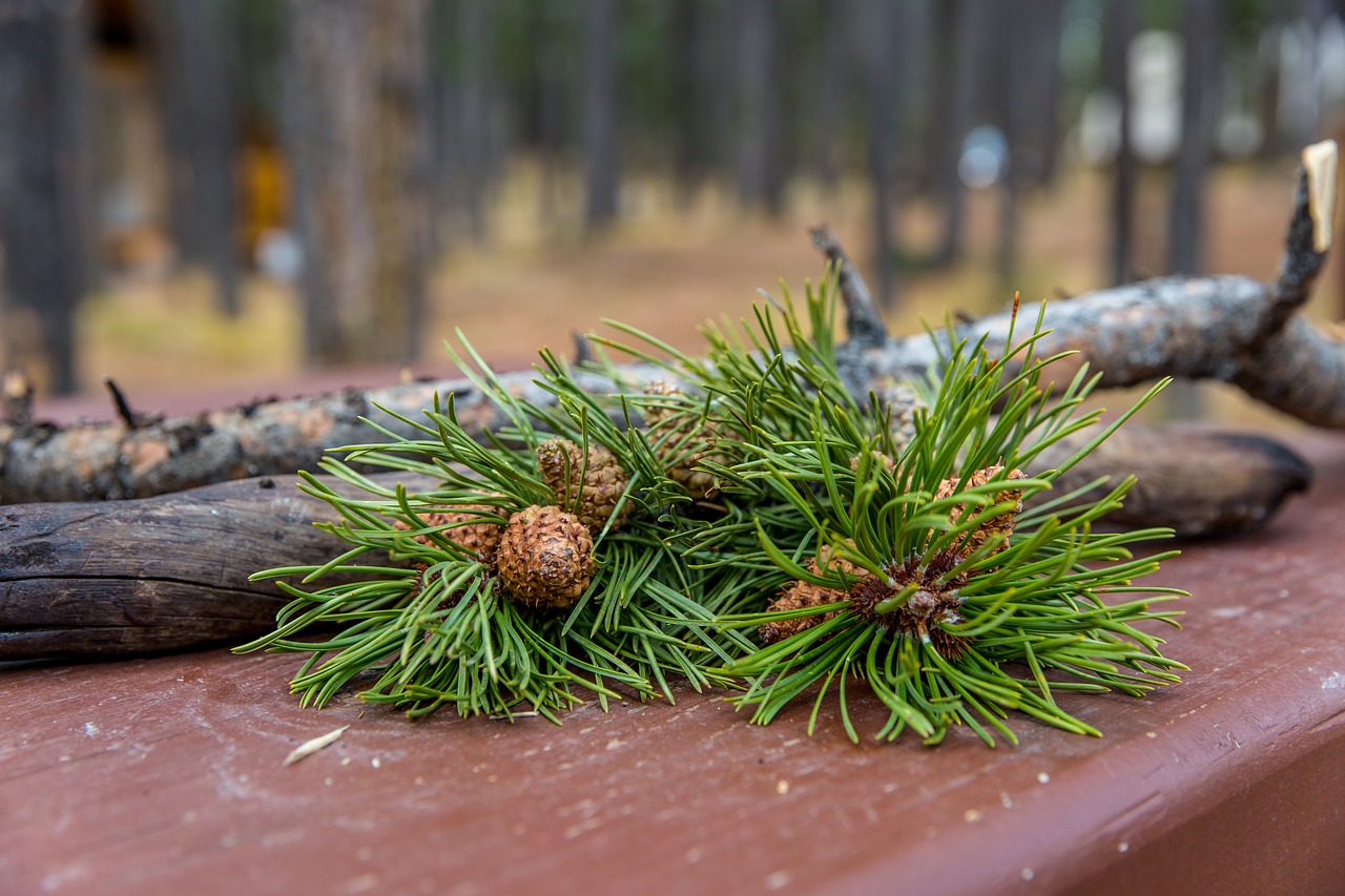 forest pine pinecone free photo