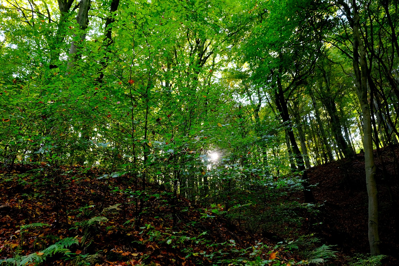 forest trees nature free photo