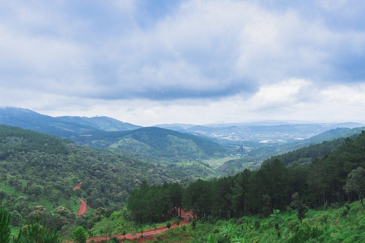 forest clouds landscape free photo