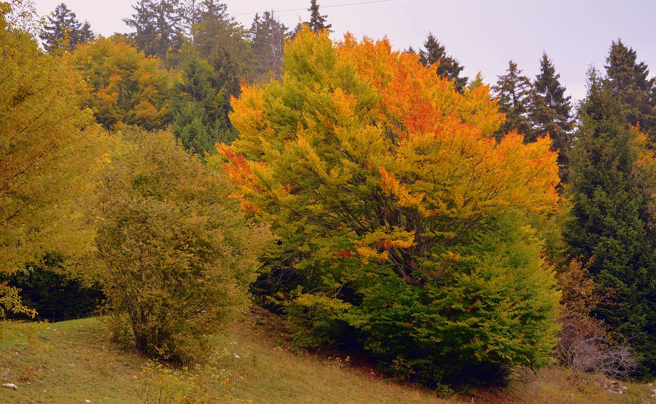 forest autumn trees free photo