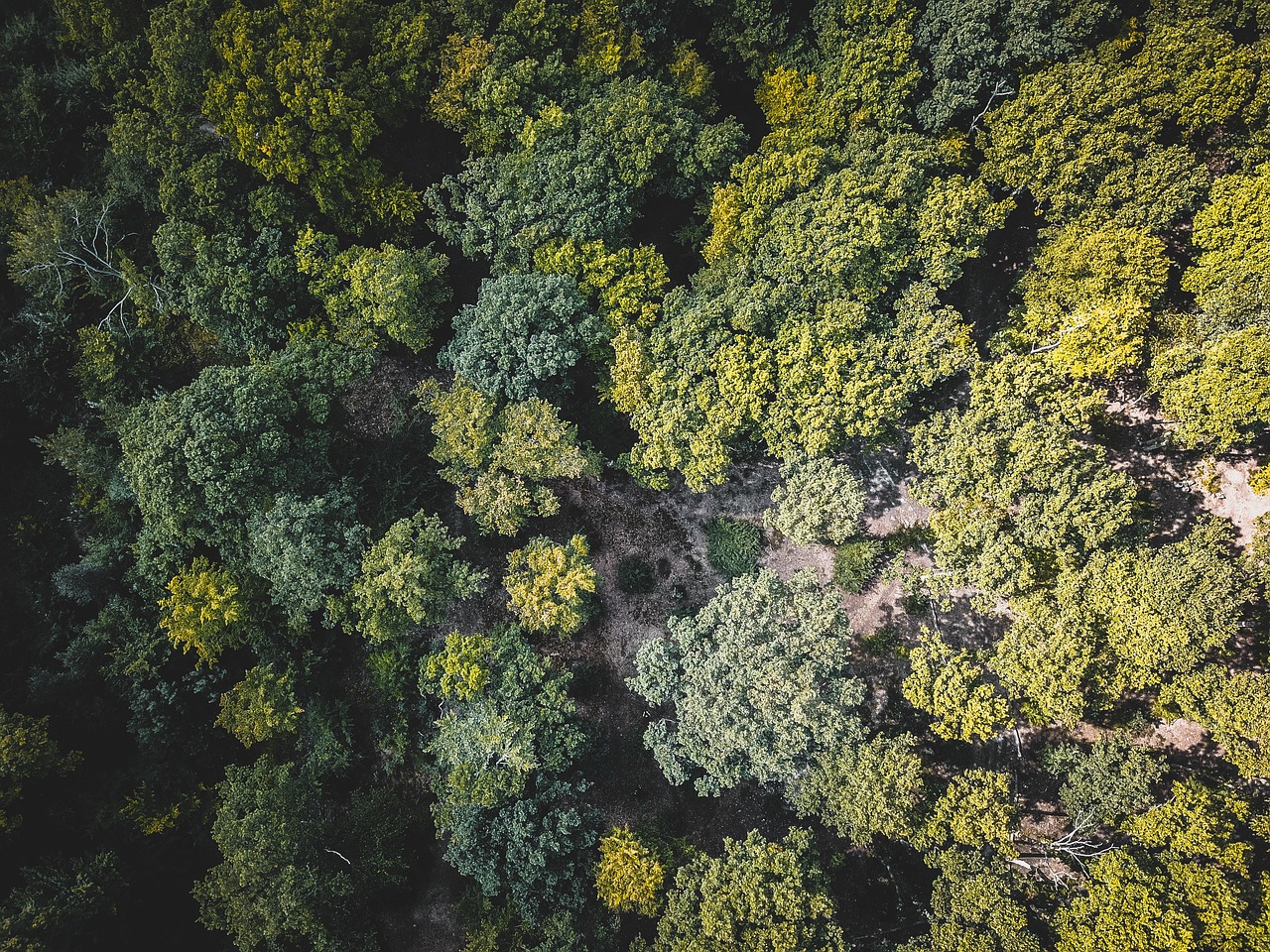 forest from above free photo