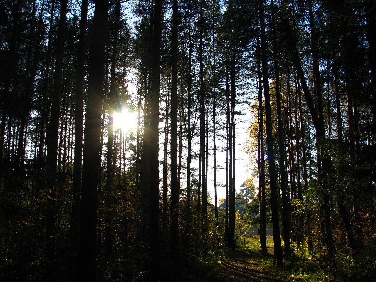 forest road silence free photo