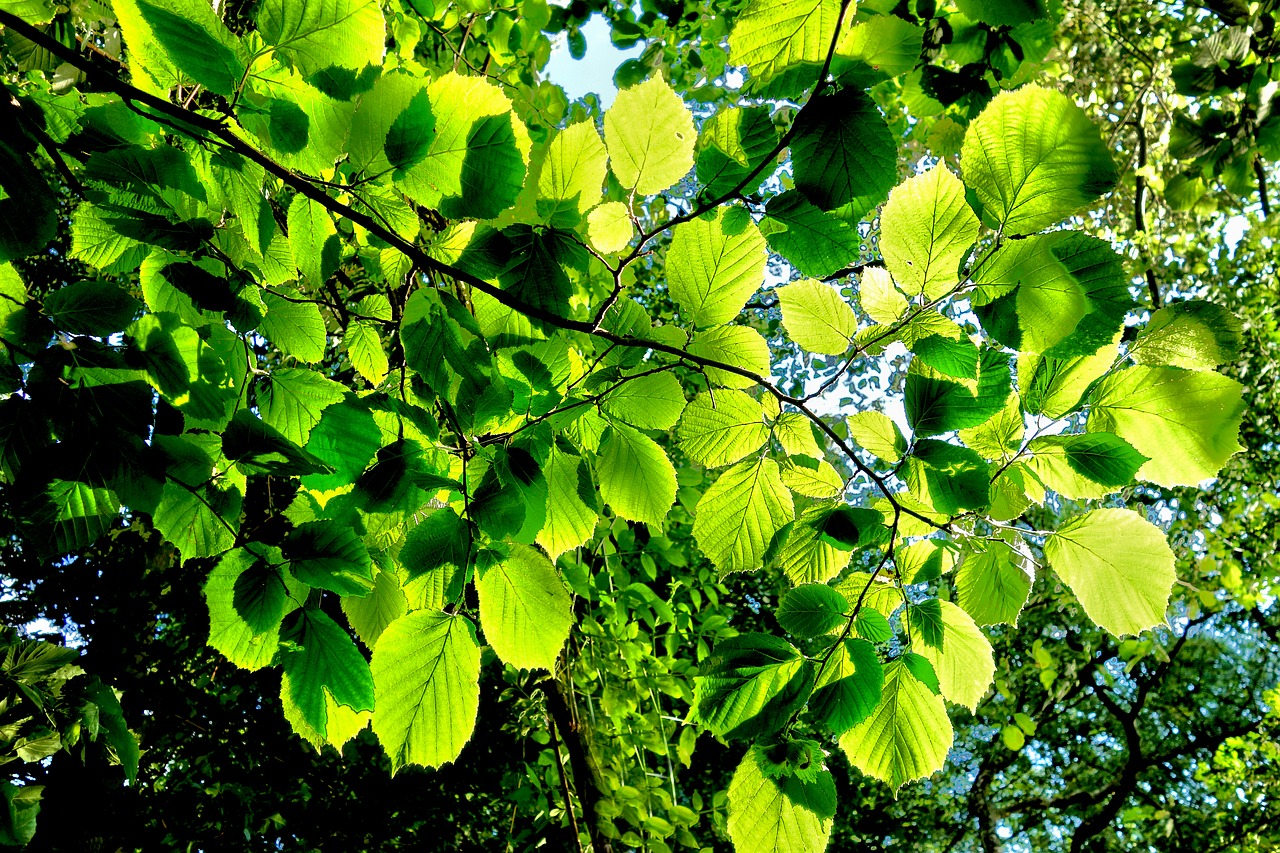 forest tree branch free photo