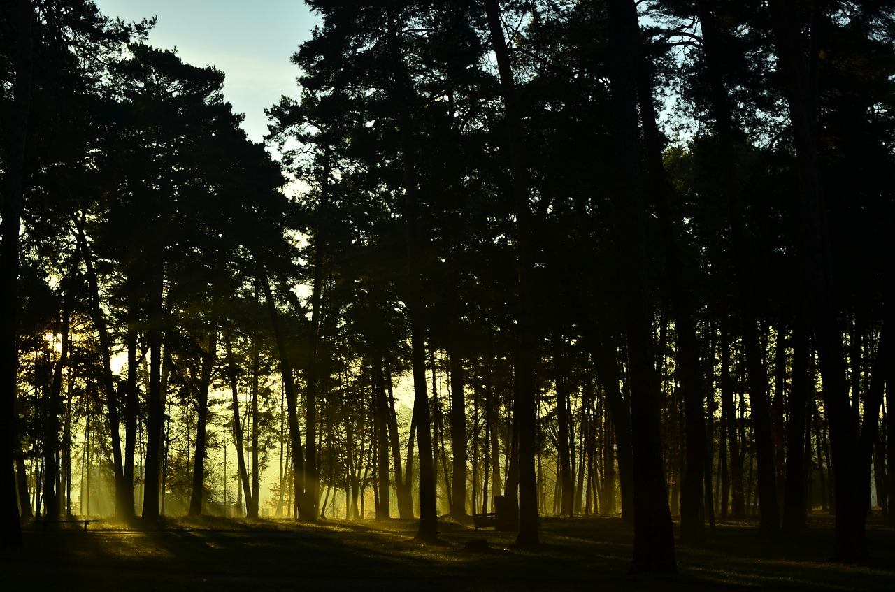 forest sunrise nature free photo