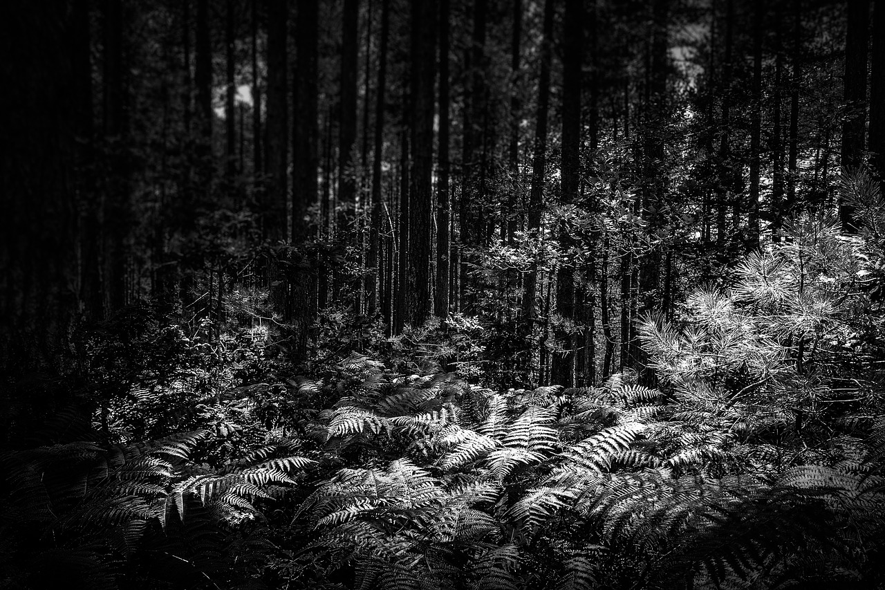 forest darkness night free photo