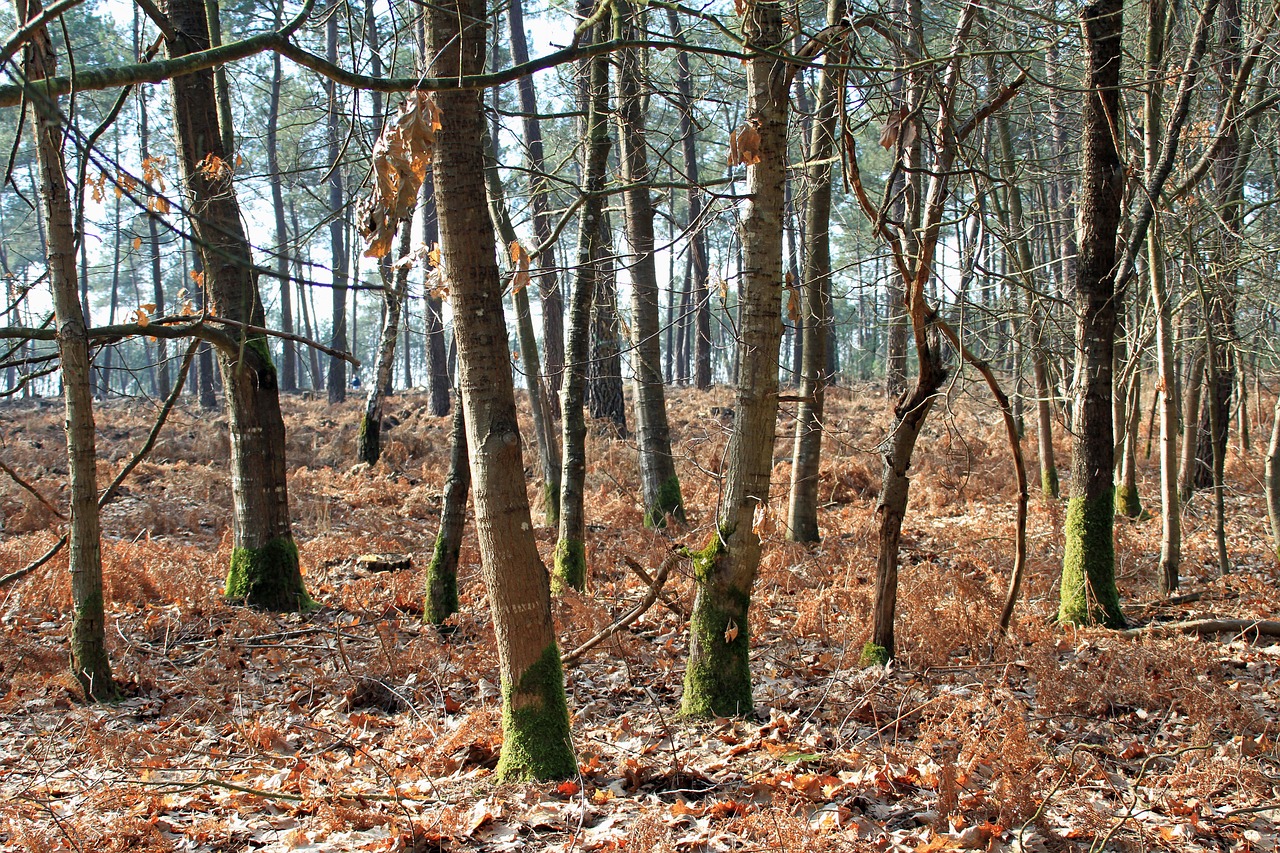 forest undergrowth nature free photo