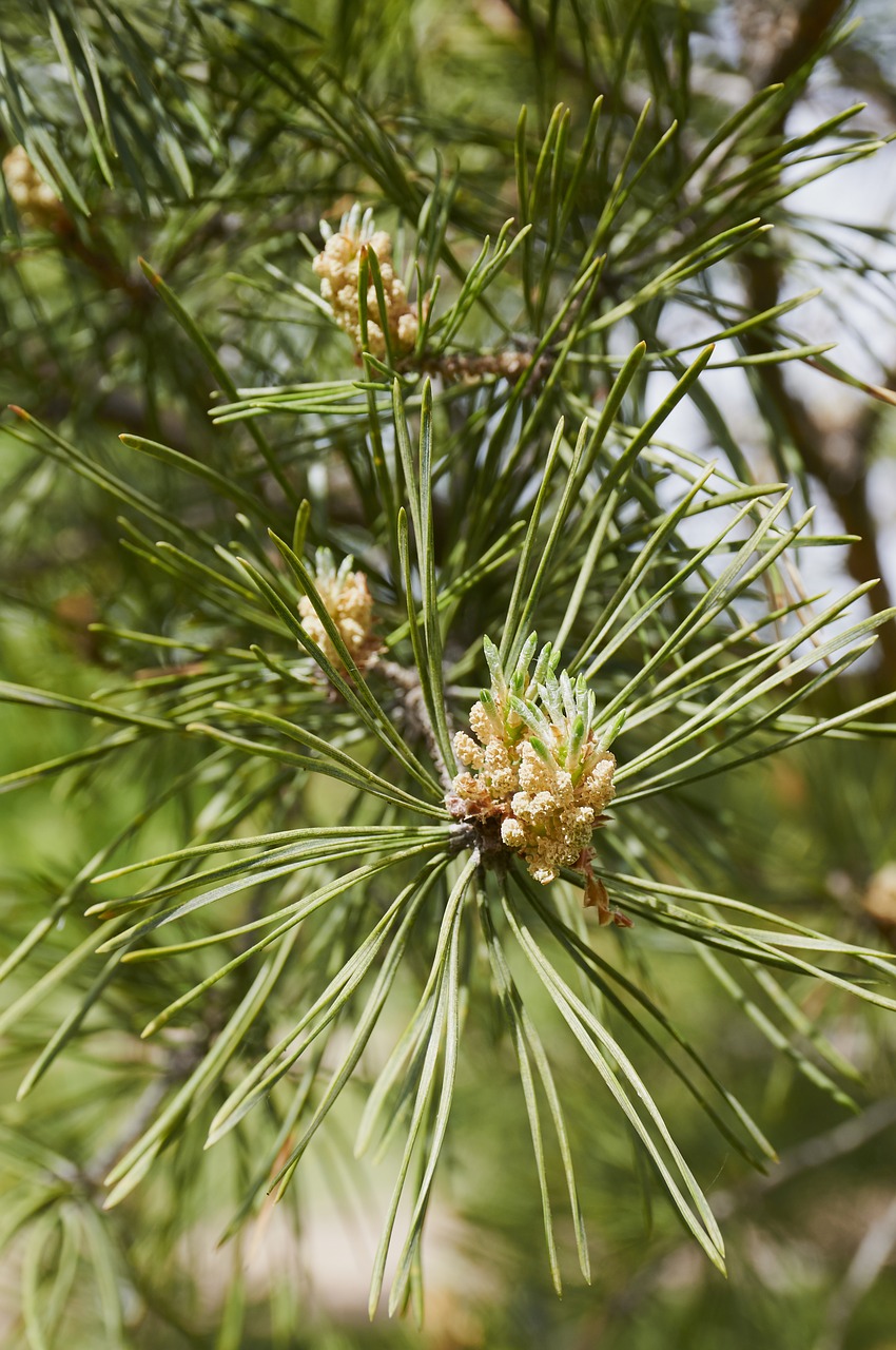 forest tree pine cone free photo