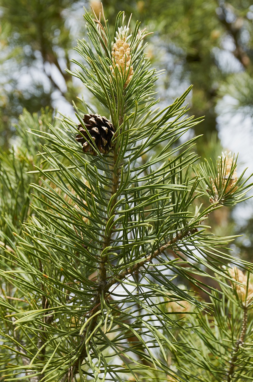 forest tree pine cone free photo