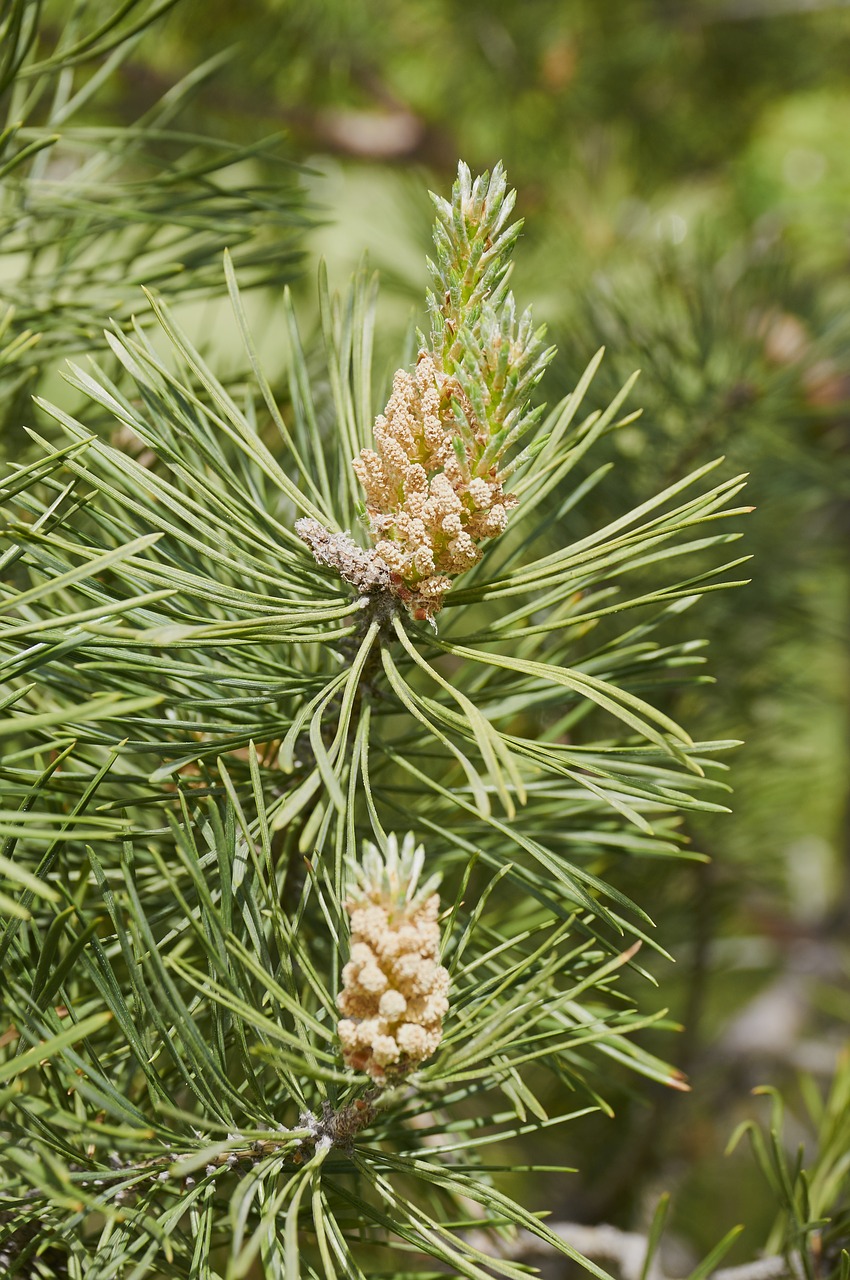 forest tree pine cone free photo