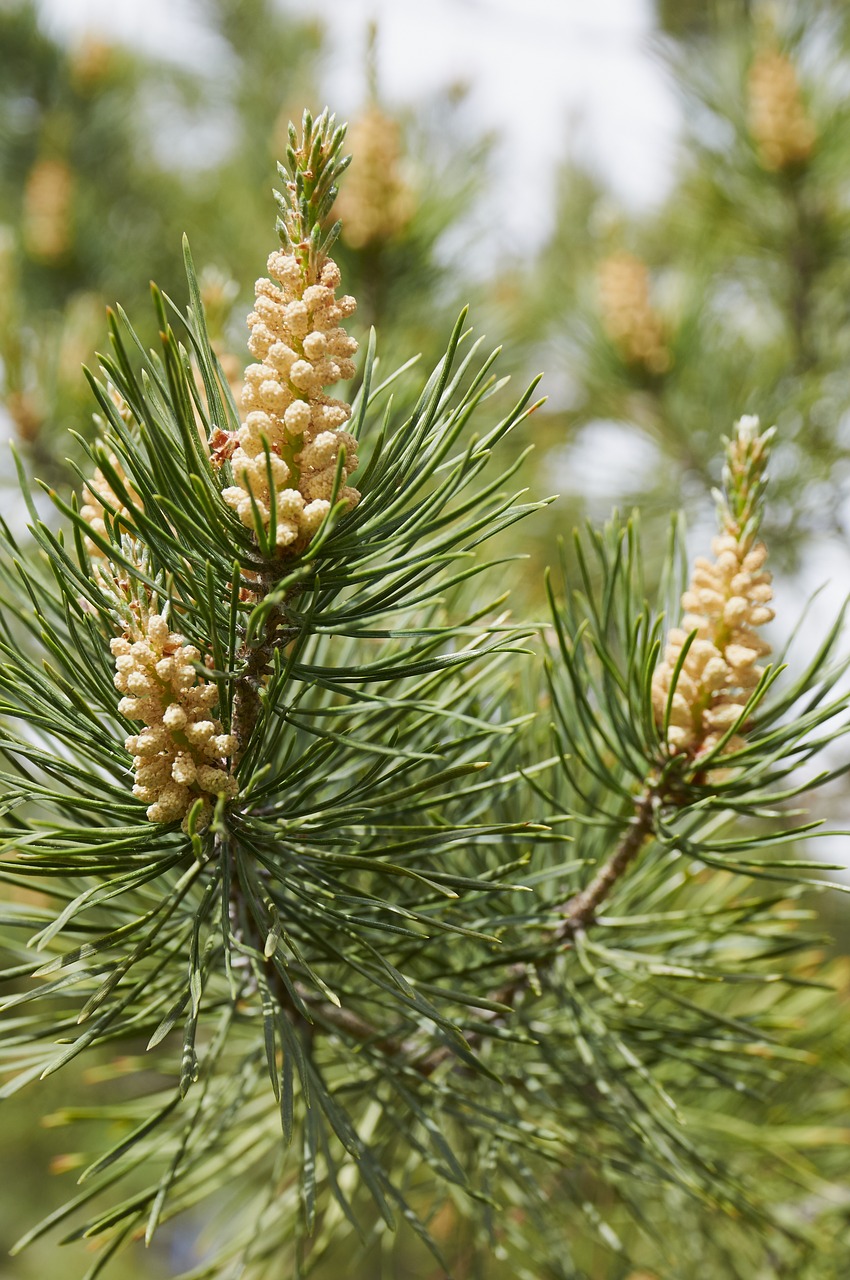 forest tree pine cone free photo