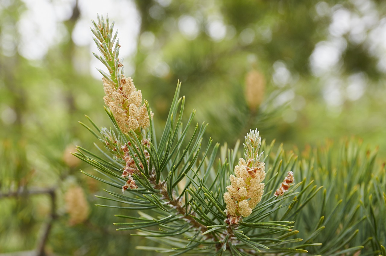 forest tree pine cone free photo