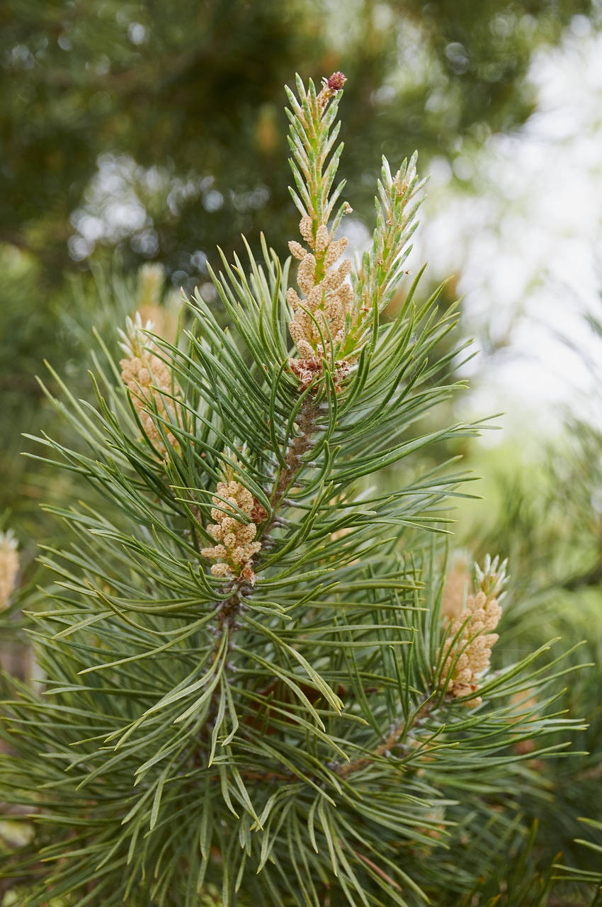 forest tree pine cone free photo