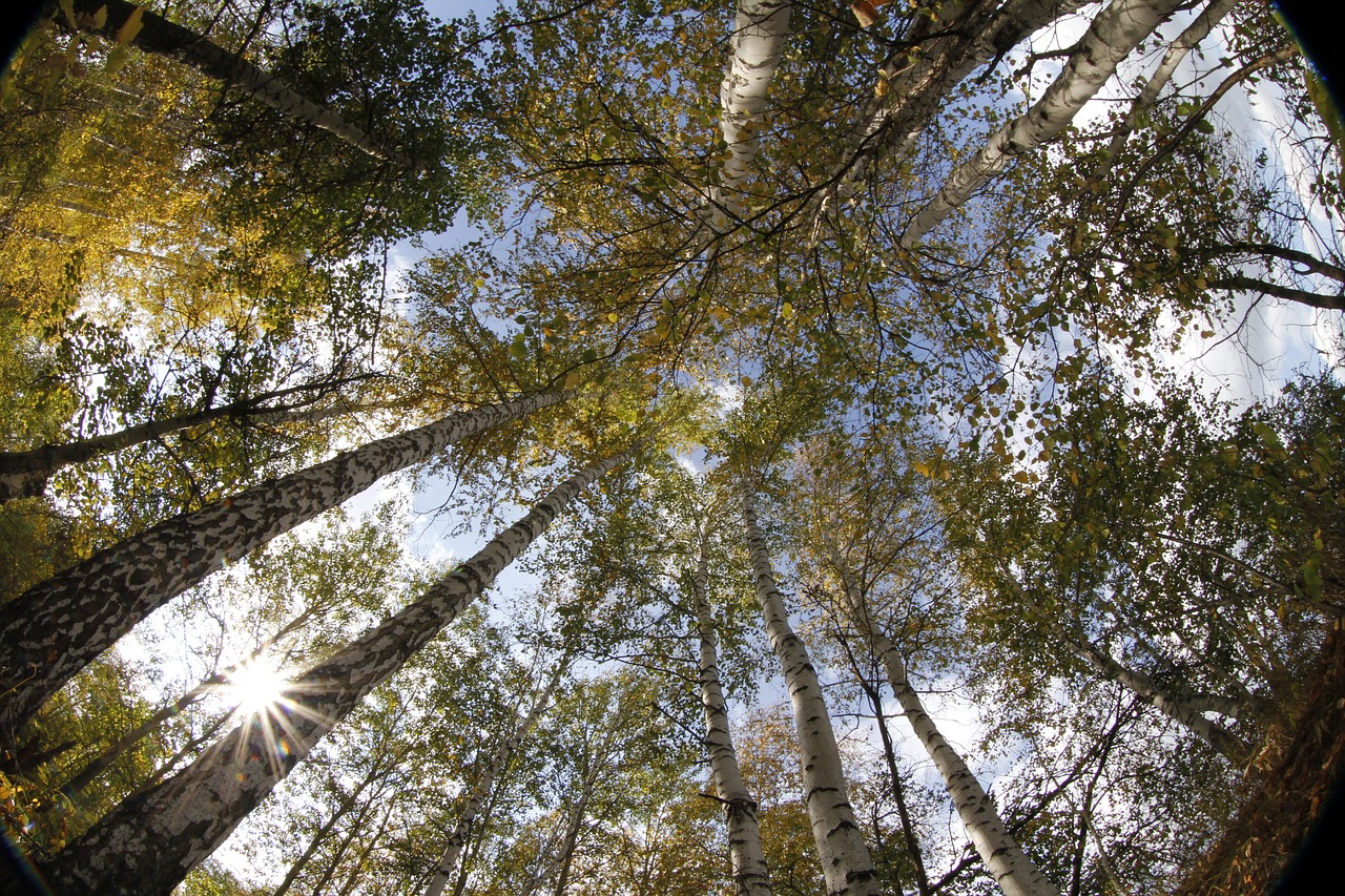 forest birch russia free photo