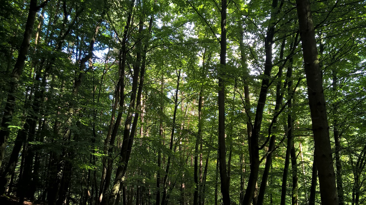 forest trees nature free photo