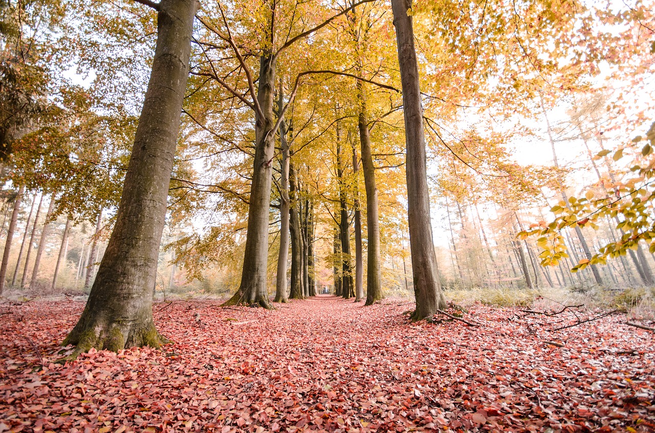 forest autumn trees free photo