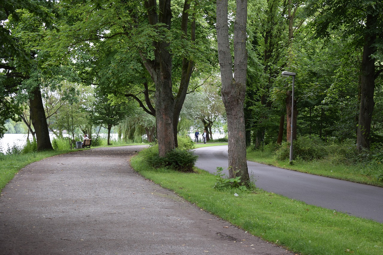 forest path trees free photo