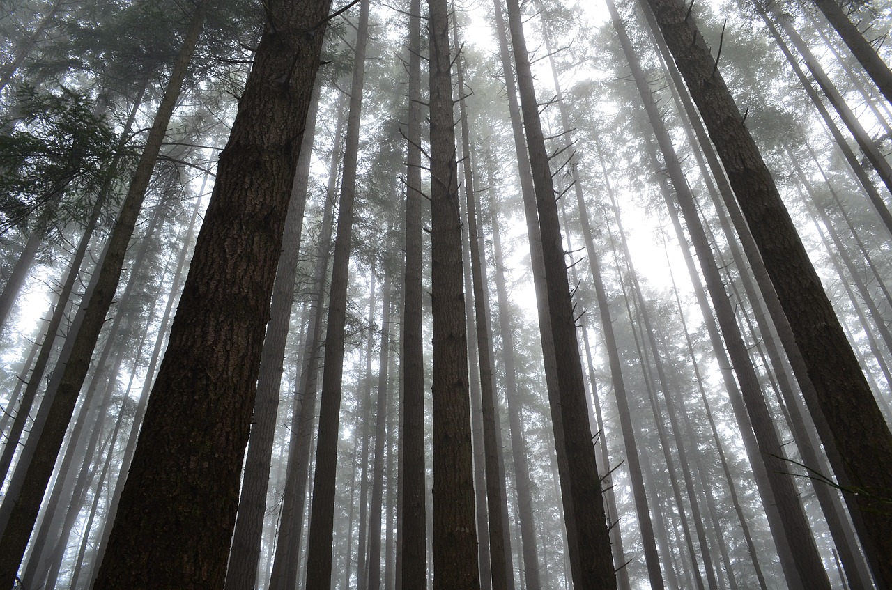 forest mist fog free photo