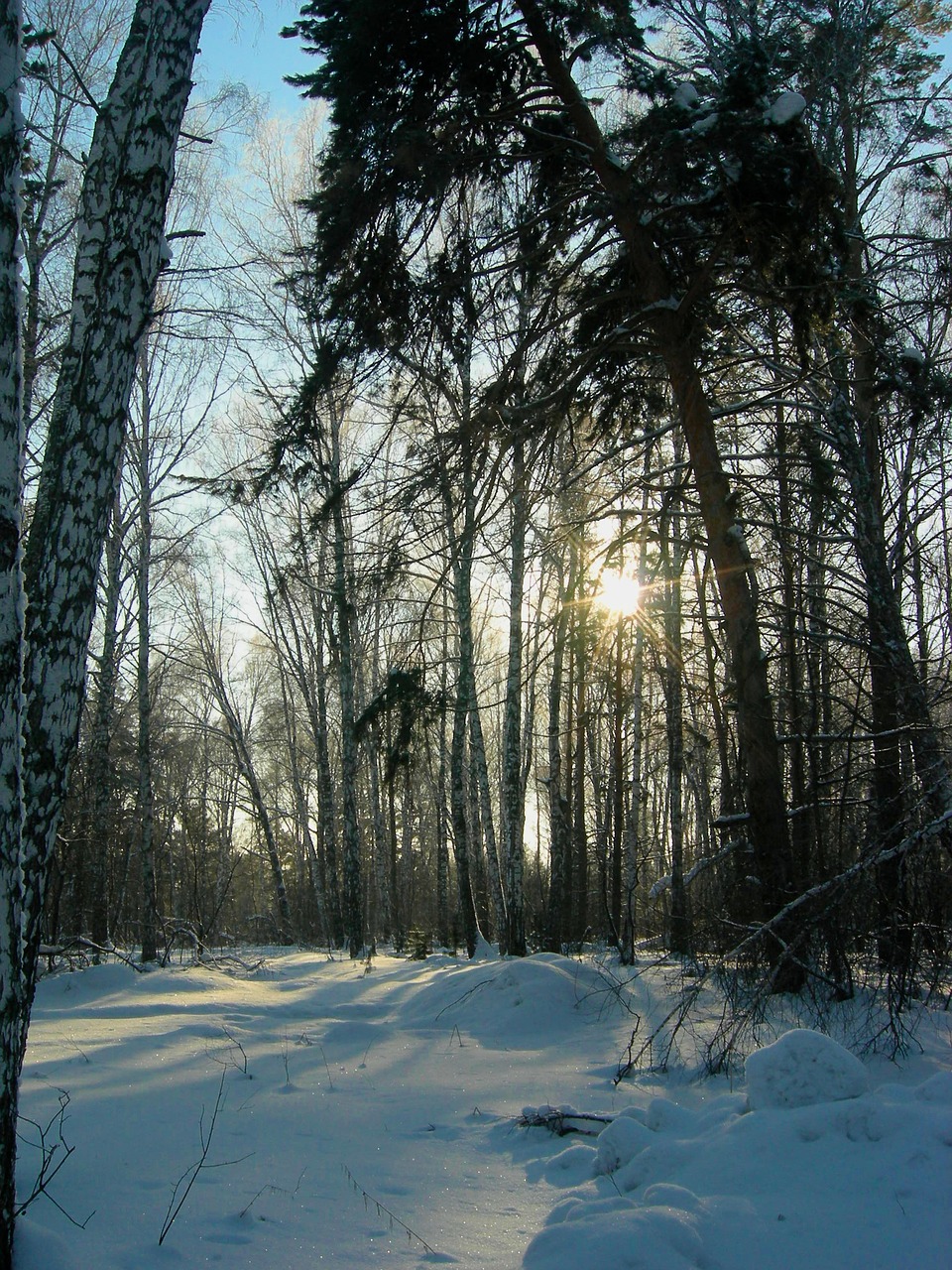 forest winter forest trees free photo