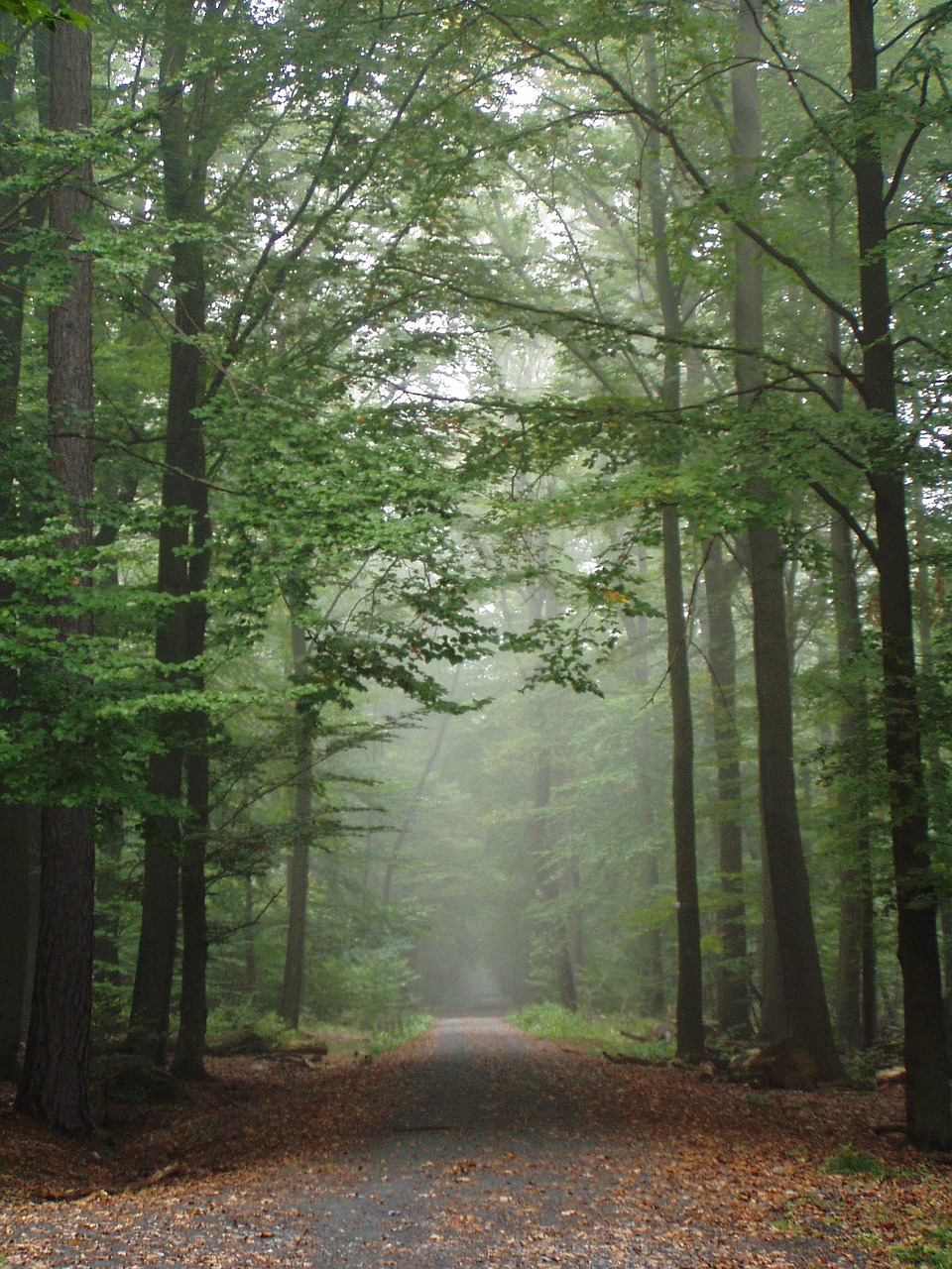 forest trees away free photo