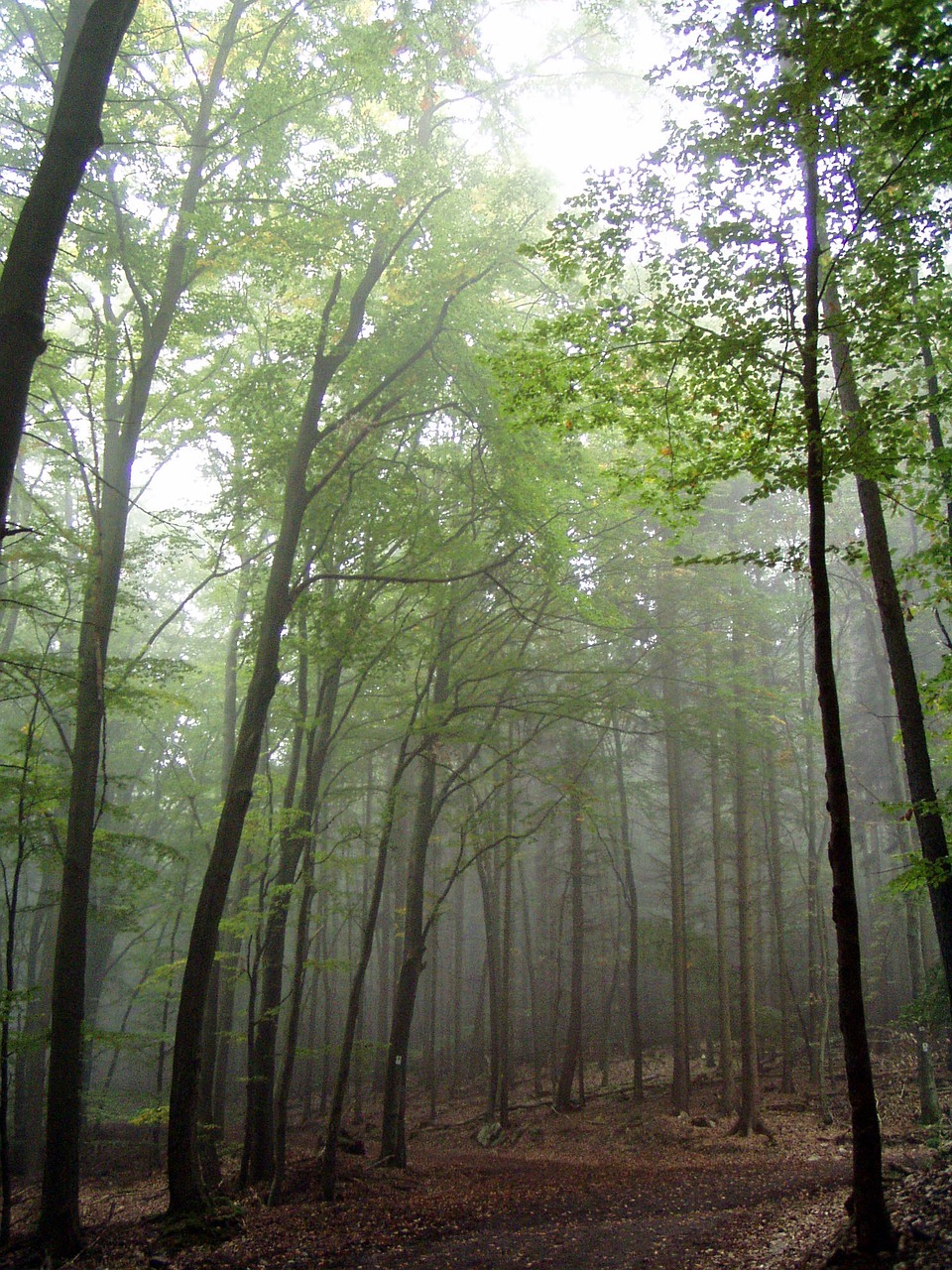 forest forest path mood free photo