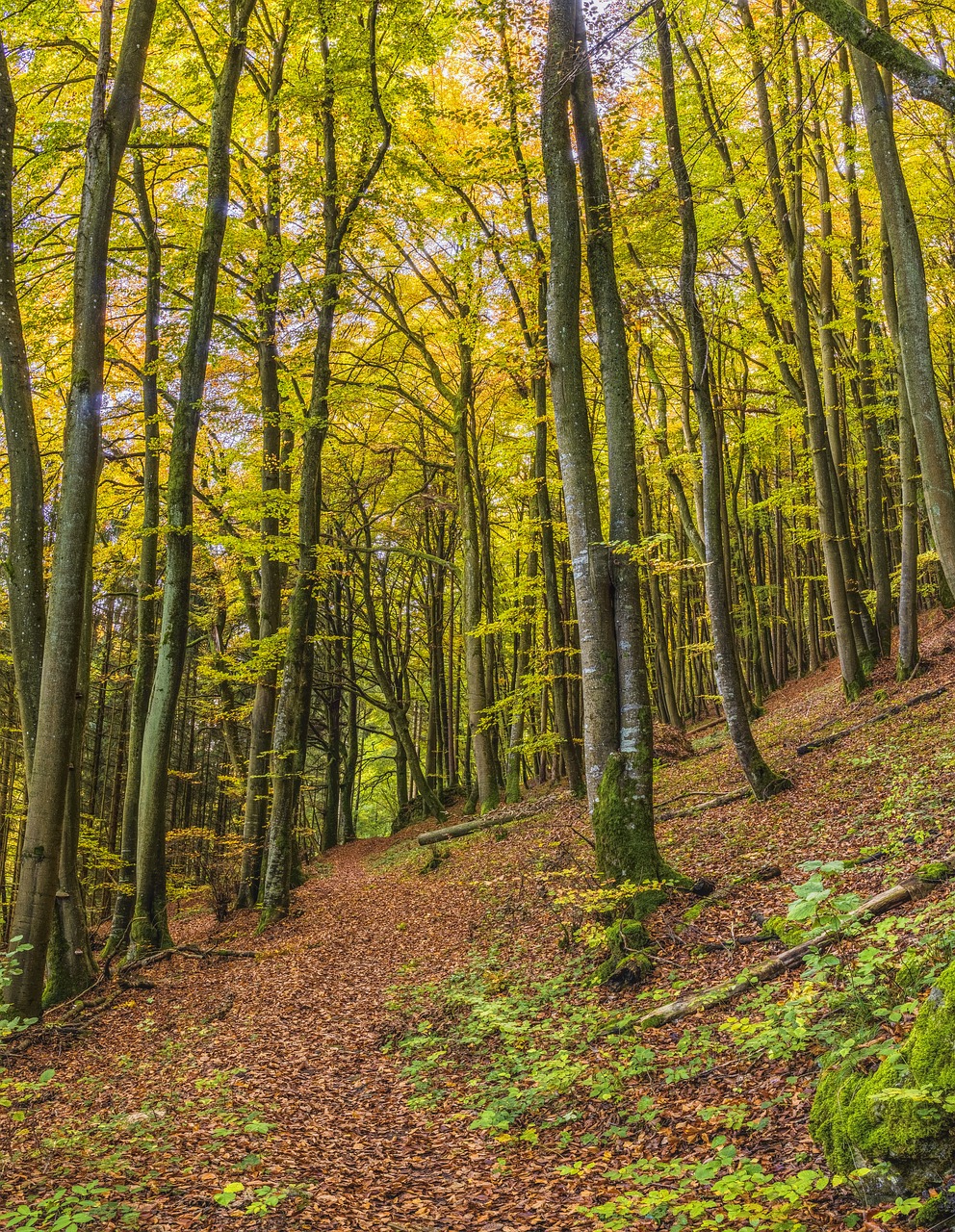 forest trail autumn free photo