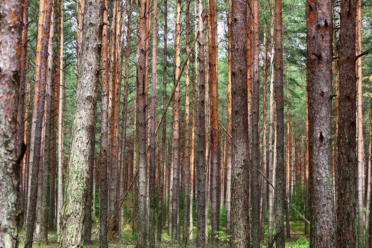 forest pine trees free photo