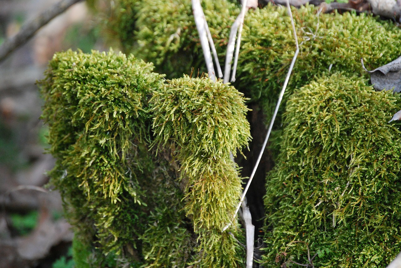 forest log moss free photo