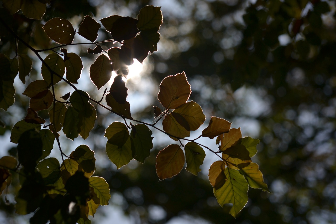 forest autumn sun free photo