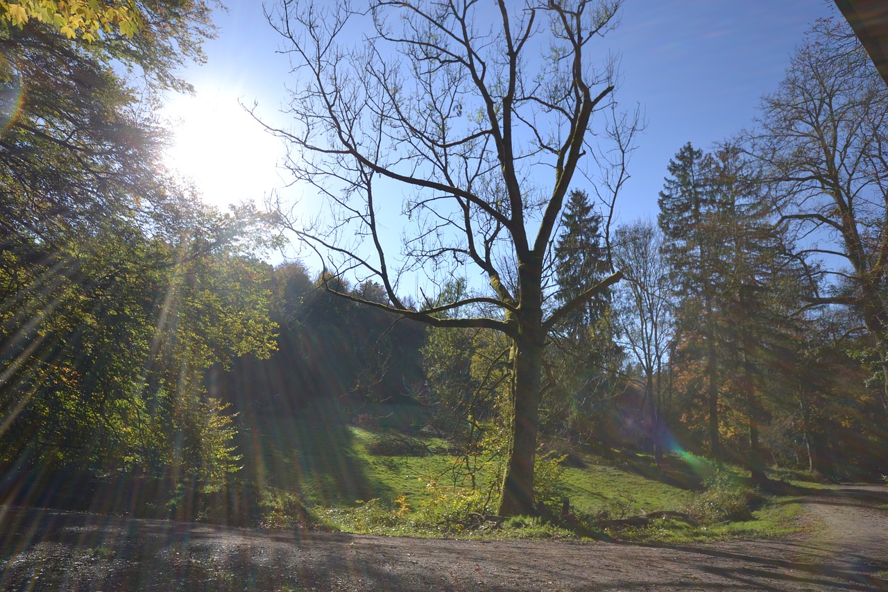 forest sun autumn free photo