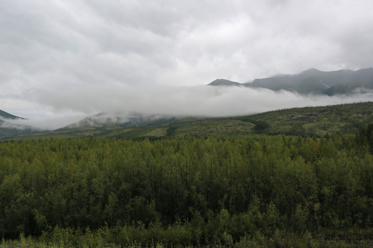 forest cloud after the rain free photo