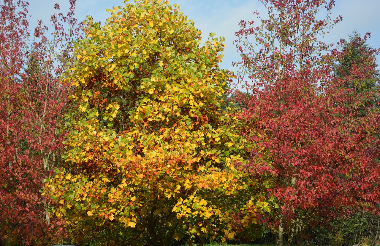 forest trees foliage color fall free photo