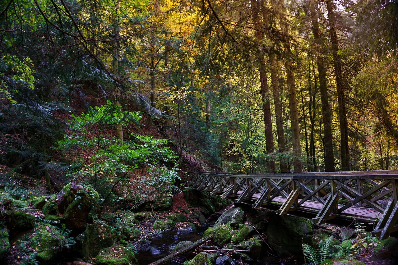 forest bridge gorge free photo
