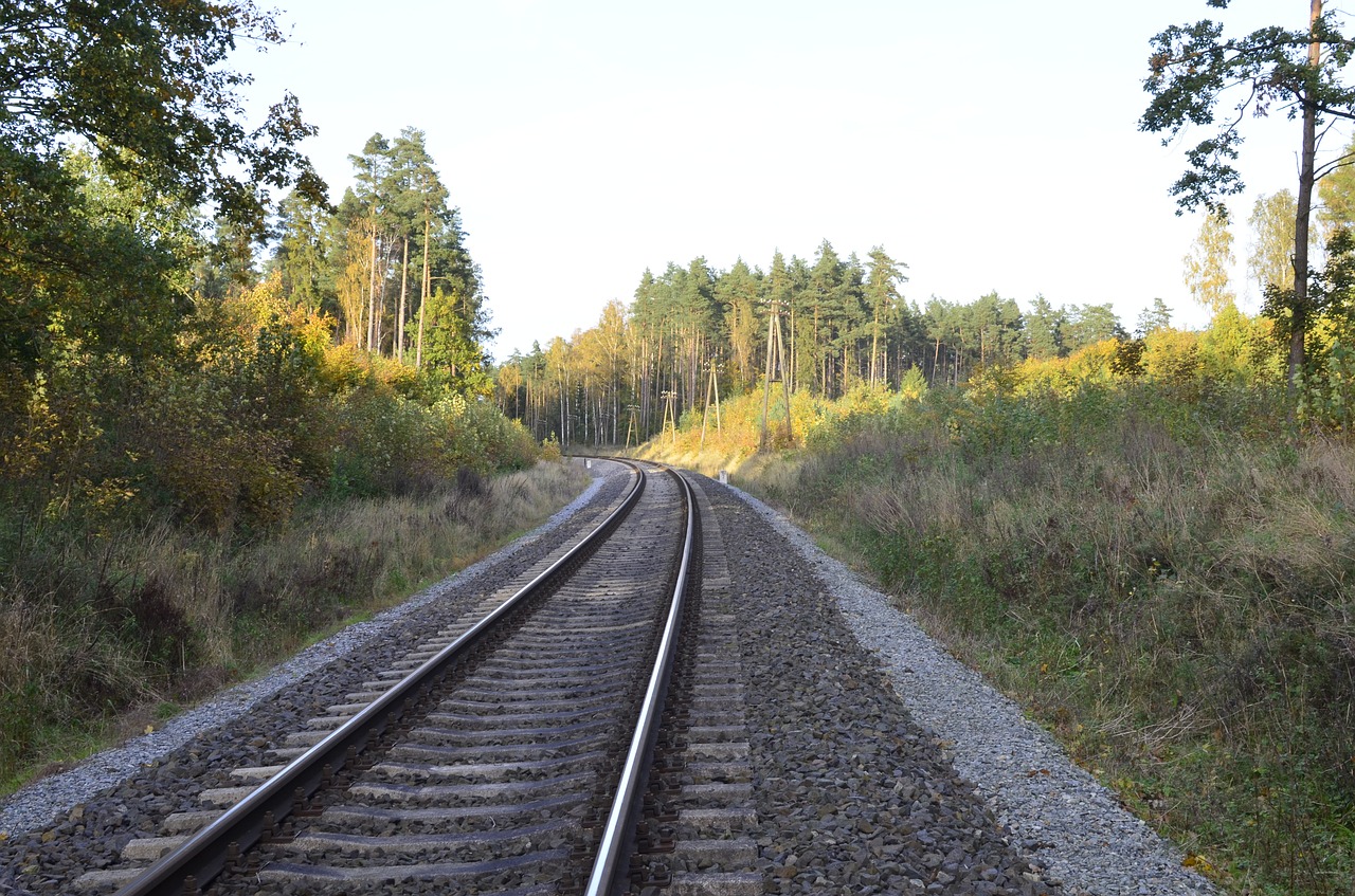 forest tracks landscape free photo