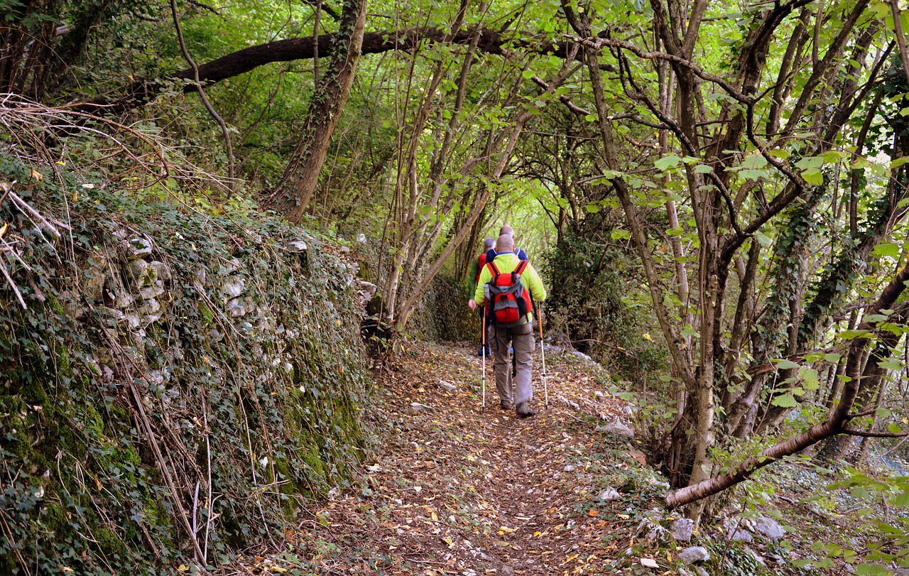 forest walk the european path free photo