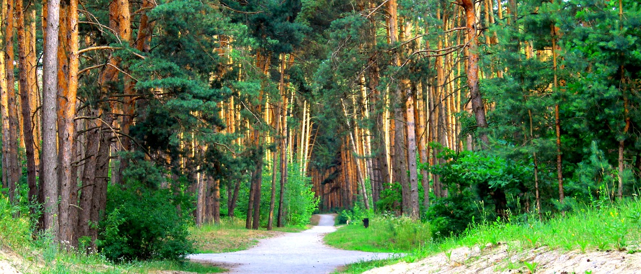 forest path trees free photo