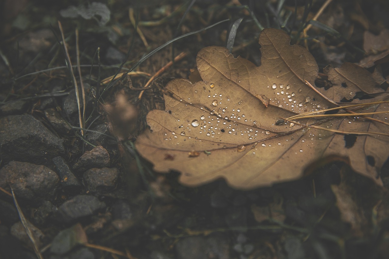 forest leaf drip free photo