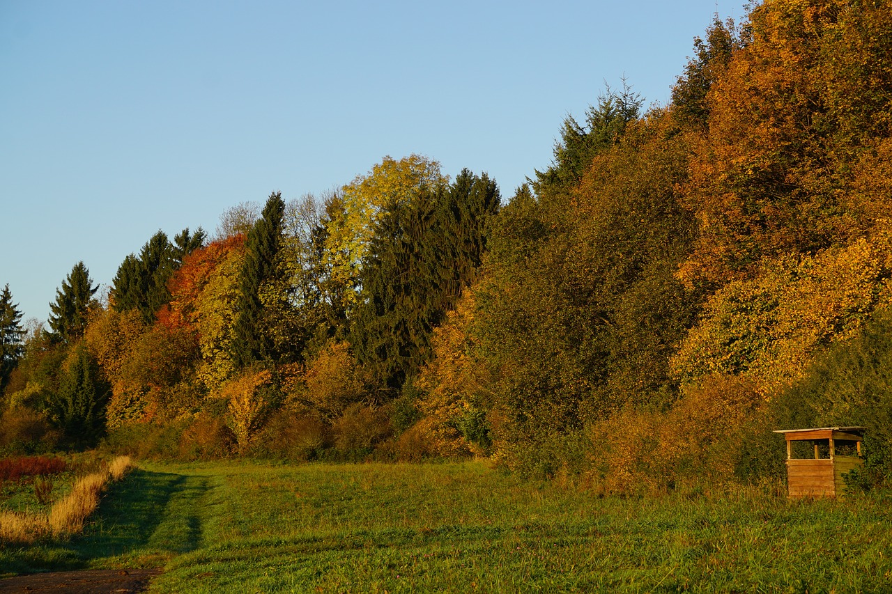 forest autumn autumn forest free photo