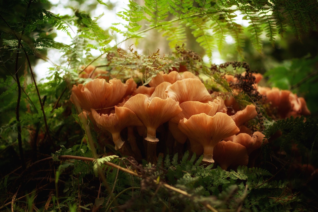 forest mushroom nature free photo