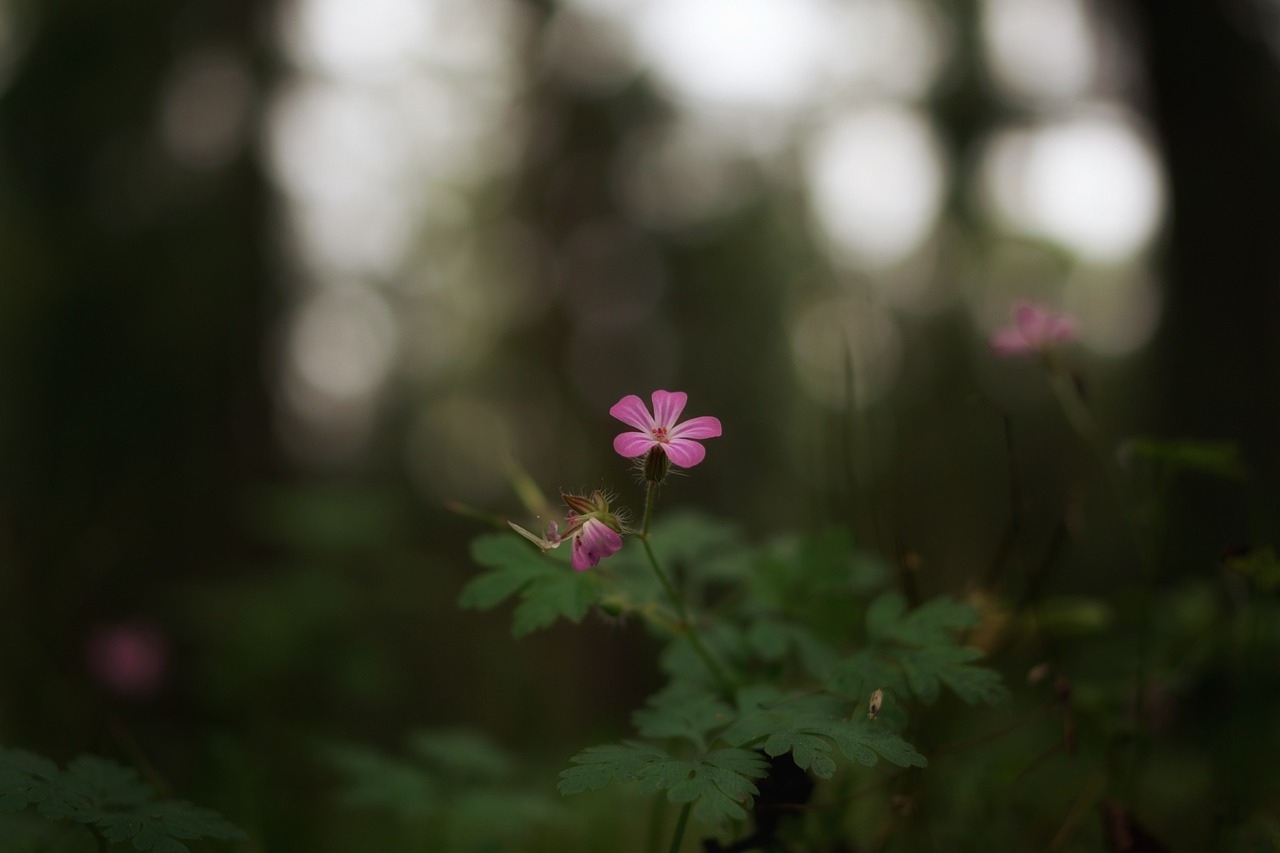 forest flower nature free photo