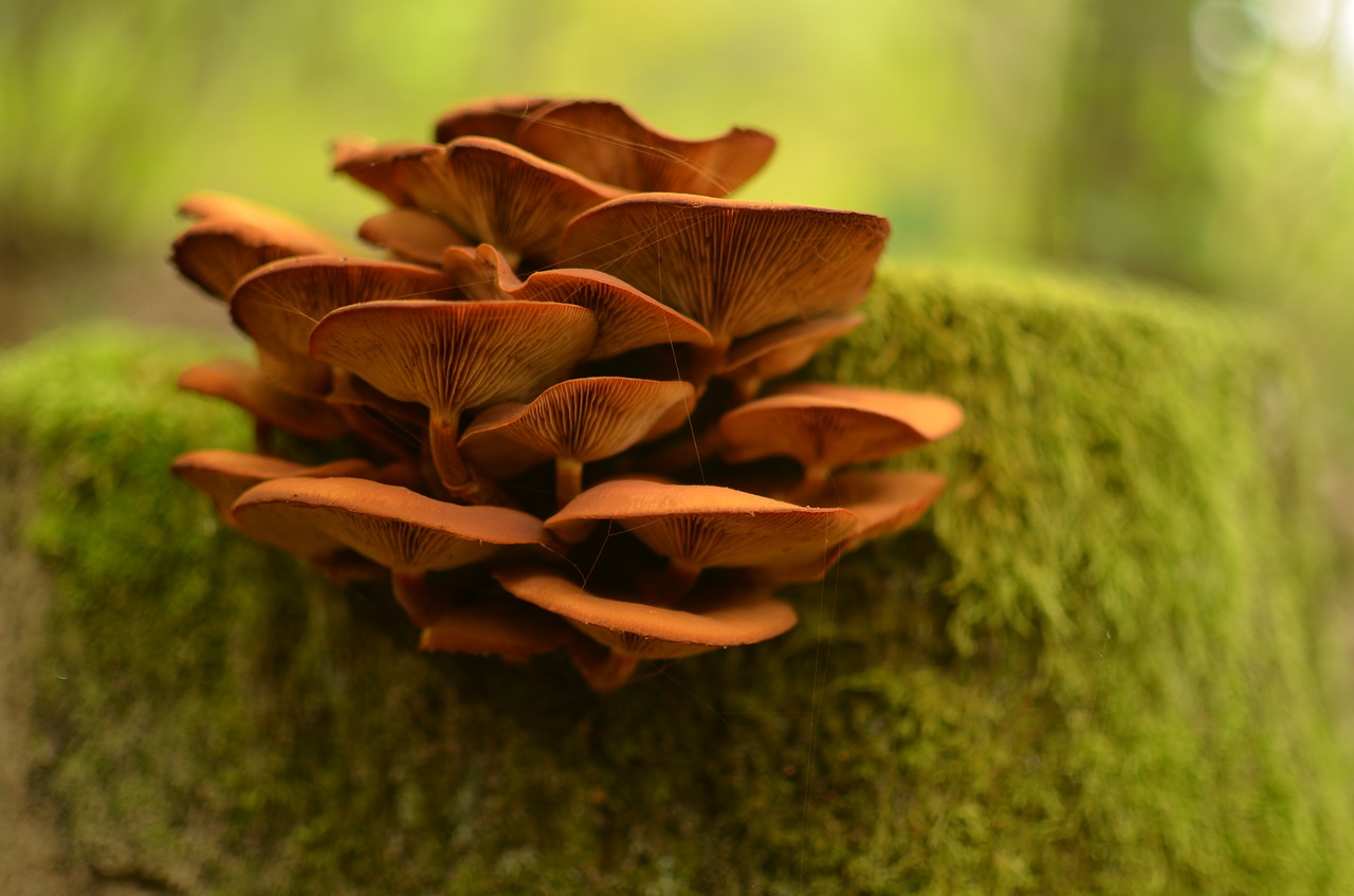 forest mushrooms nature free photo