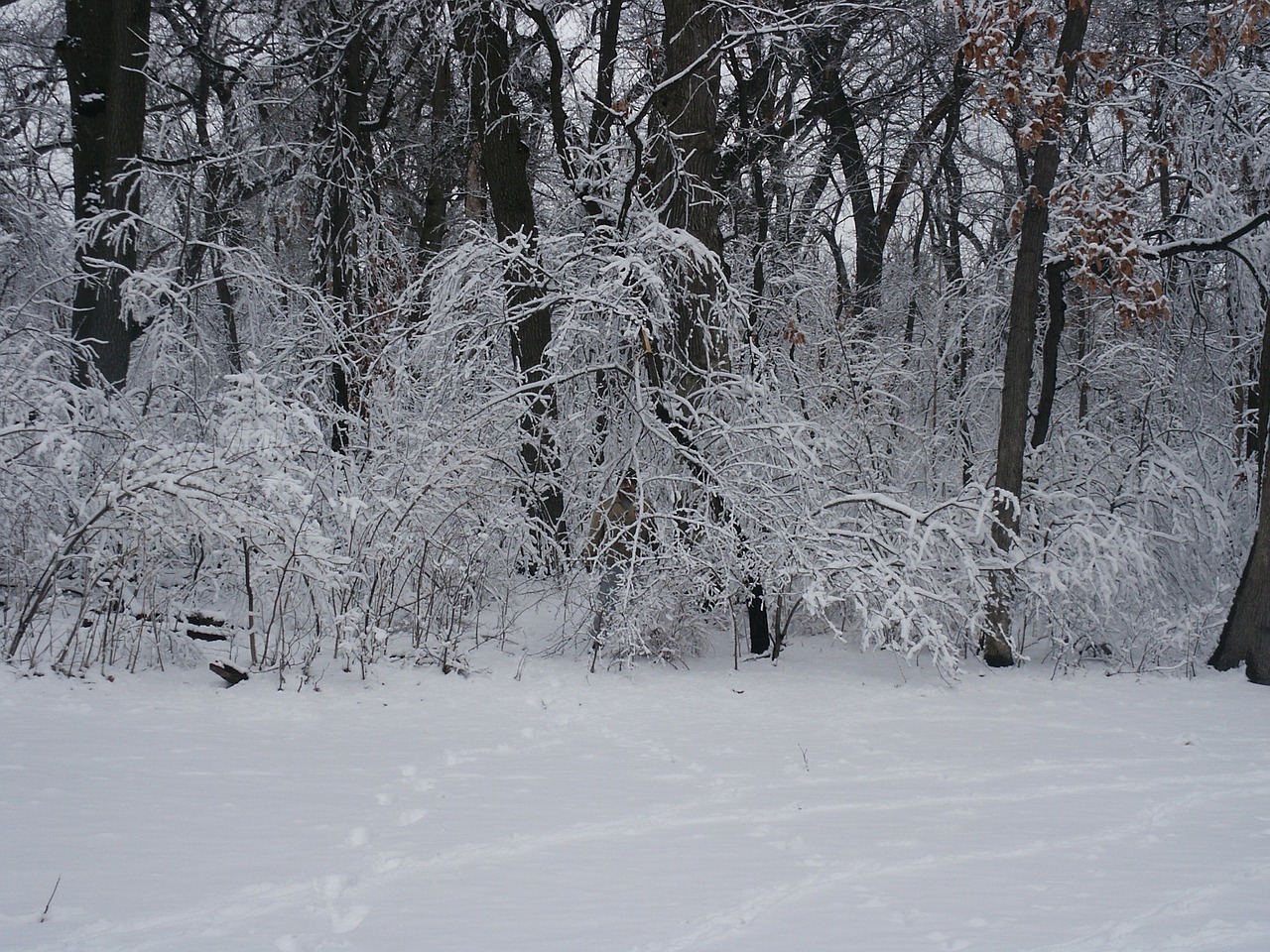 forest snow trees free photo