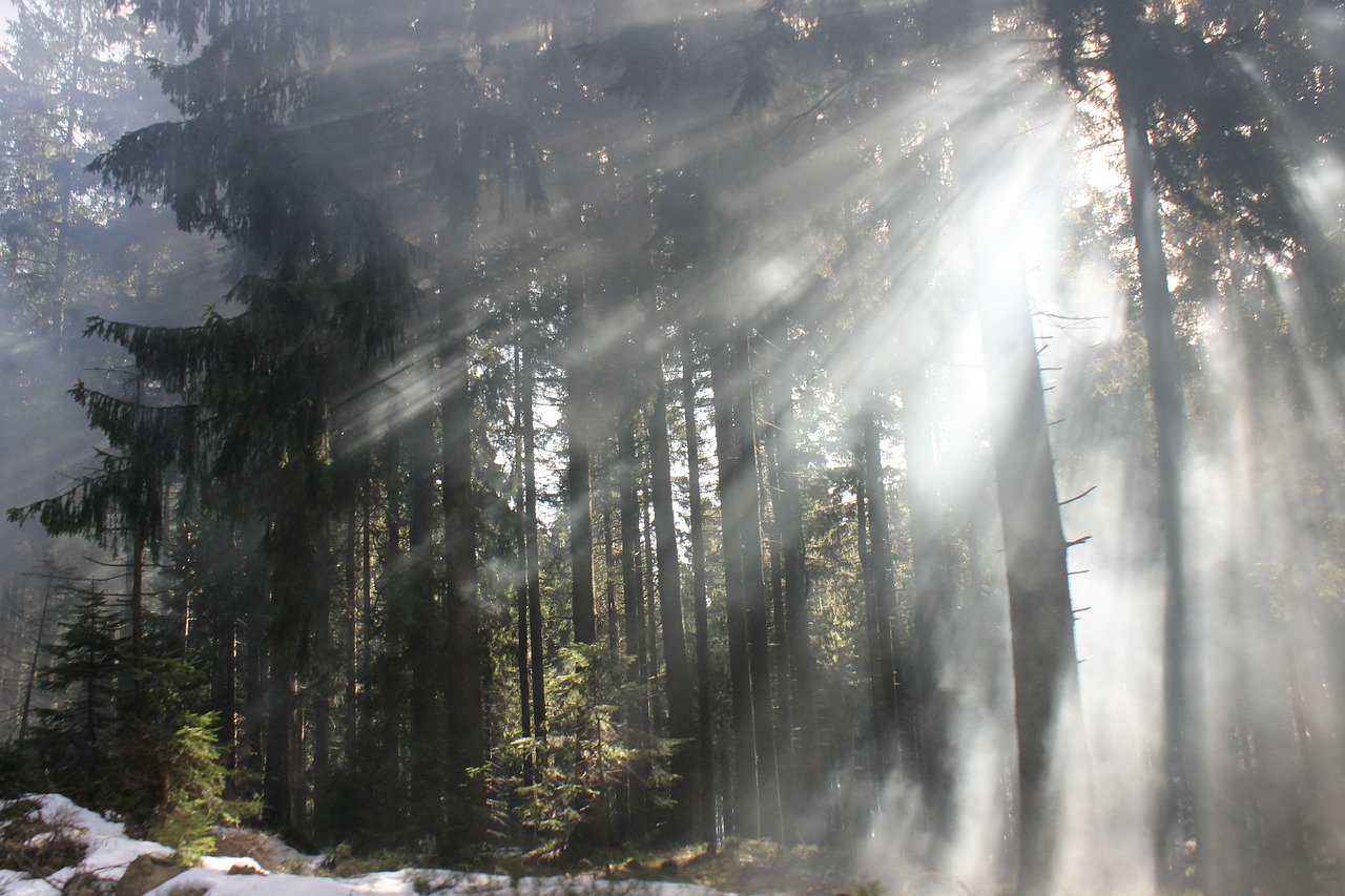 forest light flooded free photo