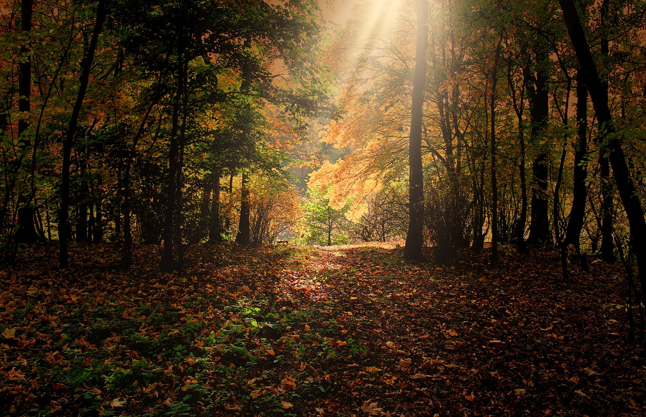 forest trees sunbeam free photo