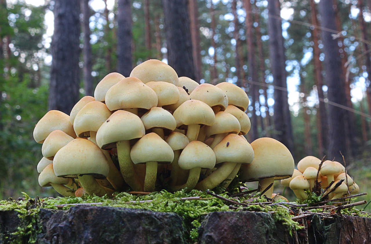 forest mushrooms nature free photo