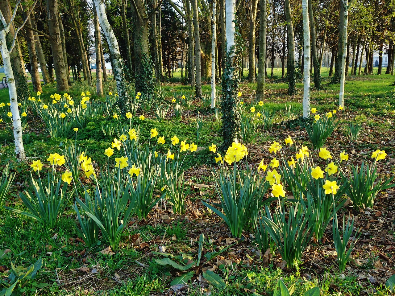 forest trees daffodil free photo