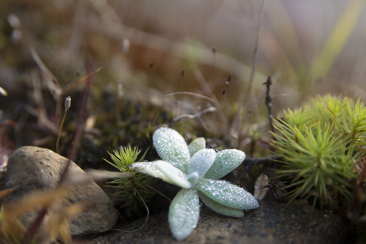 forest star nature free photo